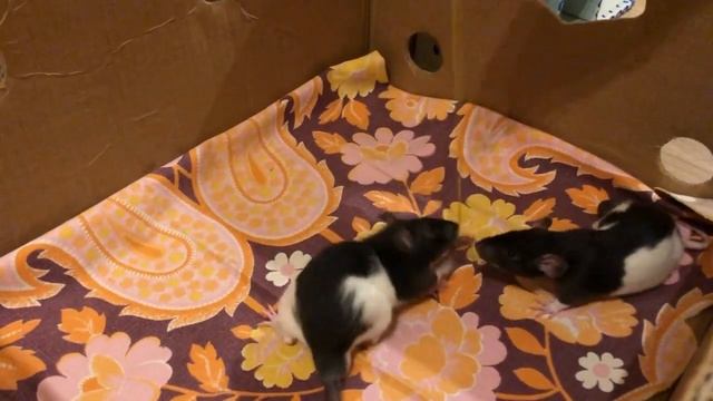 Крысята как котята балуются смотреть онлайн