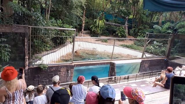 Шоу животных смотреть онлайн