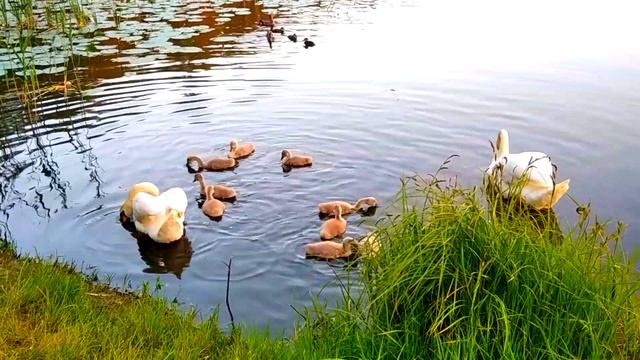 Красивые лебеди с лебедятами на озере. Beautiful swans with baby swans on a lake. смотреть онлайн