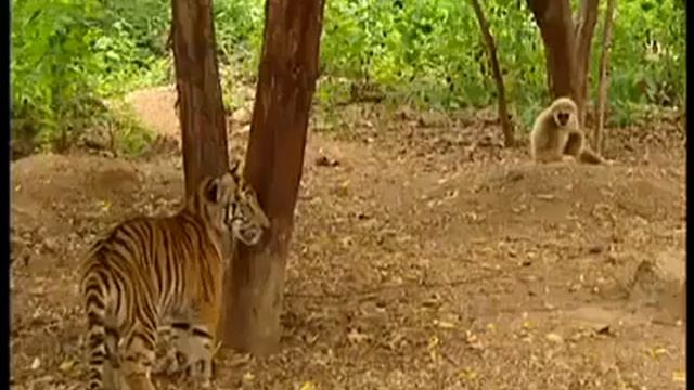 Обезьяна играет с тигрятами смотреть онлайн