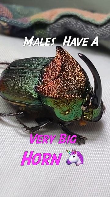 Rainbow Scarab Beetle Bug 💩➡🌈 #shorts смотреть онлайн