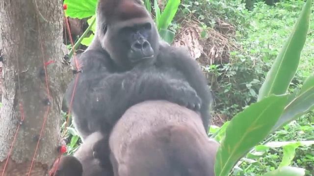 Gorilla🦍Tayari is very girly to D'jeeco. (feat. Jabali) part2.09/05/2021 смотреть онлайн
