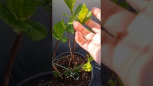Гортензия Дива Флоре ( Diva Fiore ) 3 часть #garten #hortensien #hydrangea #дача
