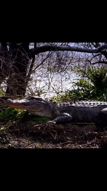 Alligators in the USA смотреть онлайн
