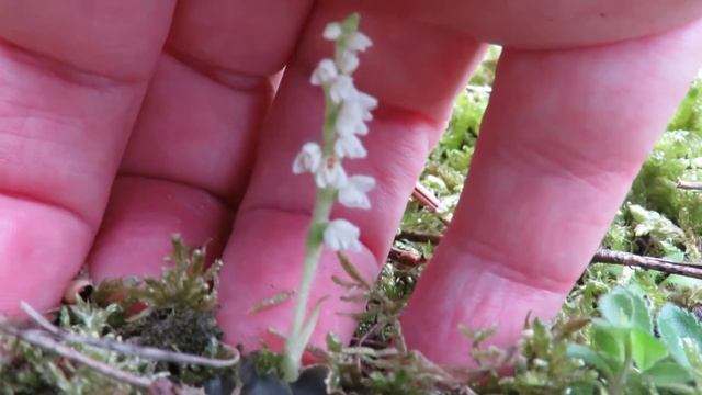 My Norfolk Orchid Hunt (Part 17) Creeping Ladies-tresses