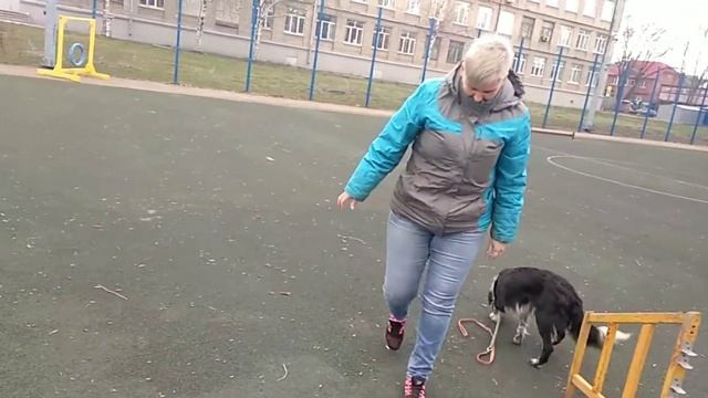 "Унипёс" Сидим дома Трюковая дрессировка навык "Поклон" смотреть онлайн