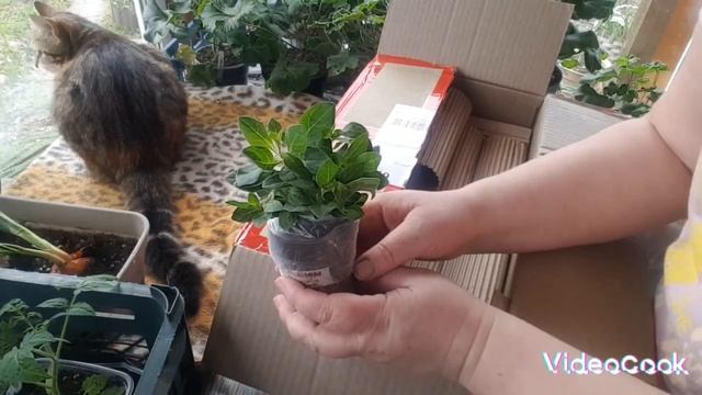 Распаковка посылки с растениями от Маришки 🌺🌺🌺 смотреть онлайн