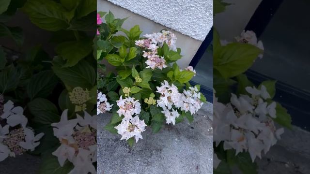 Hydrangeas in my garden | July 2023