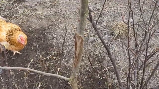 Фундук Обільний. Пересадка після дорощення фундука. смотреть онлайн