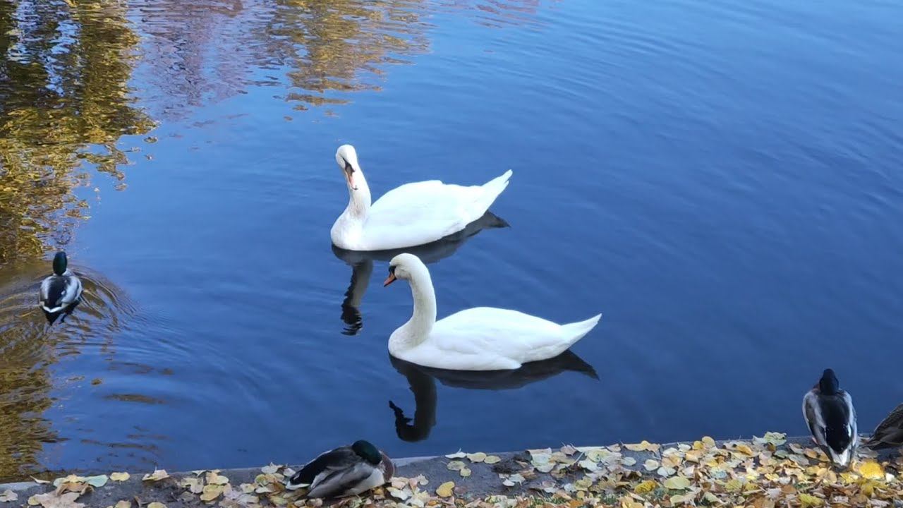 Осень в Петербурге смотреть онлайн