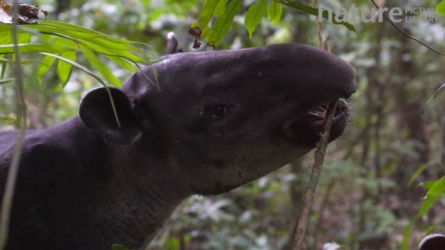 Female Baird's tapir feeding on leaves in rainforest with baby, Corcovado National Park, Costa Rica смотреть онлайн