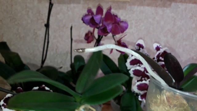 Моя НОВИНОЧКА 🥀🥀🥀 Miki Black Angel peloric #phalaenopsis #ОРХИДЕЯ