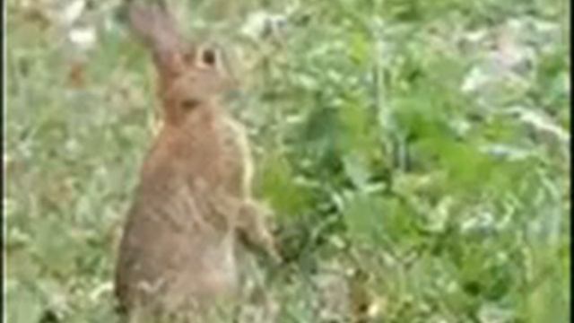 LAPIN смотреть онлайн