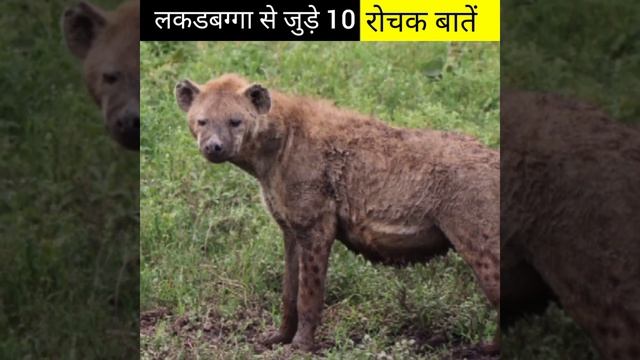 लकडबग्गा से जुड़े 10 रोचक बातें |Motivation Guru| #shorts смотреть онлайн