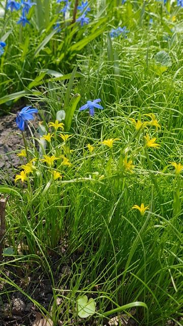 Жёлтые и синие цветы 2025-04-16