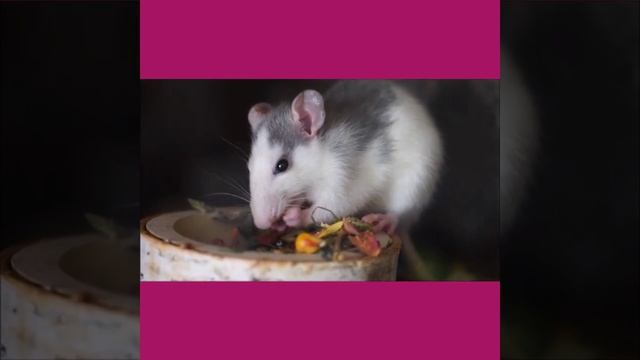 mouse 🐁🐭 facts#shorts смотреть онлайн