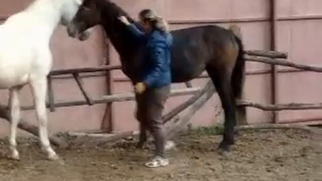 Сальма шапп смотреть онлайн