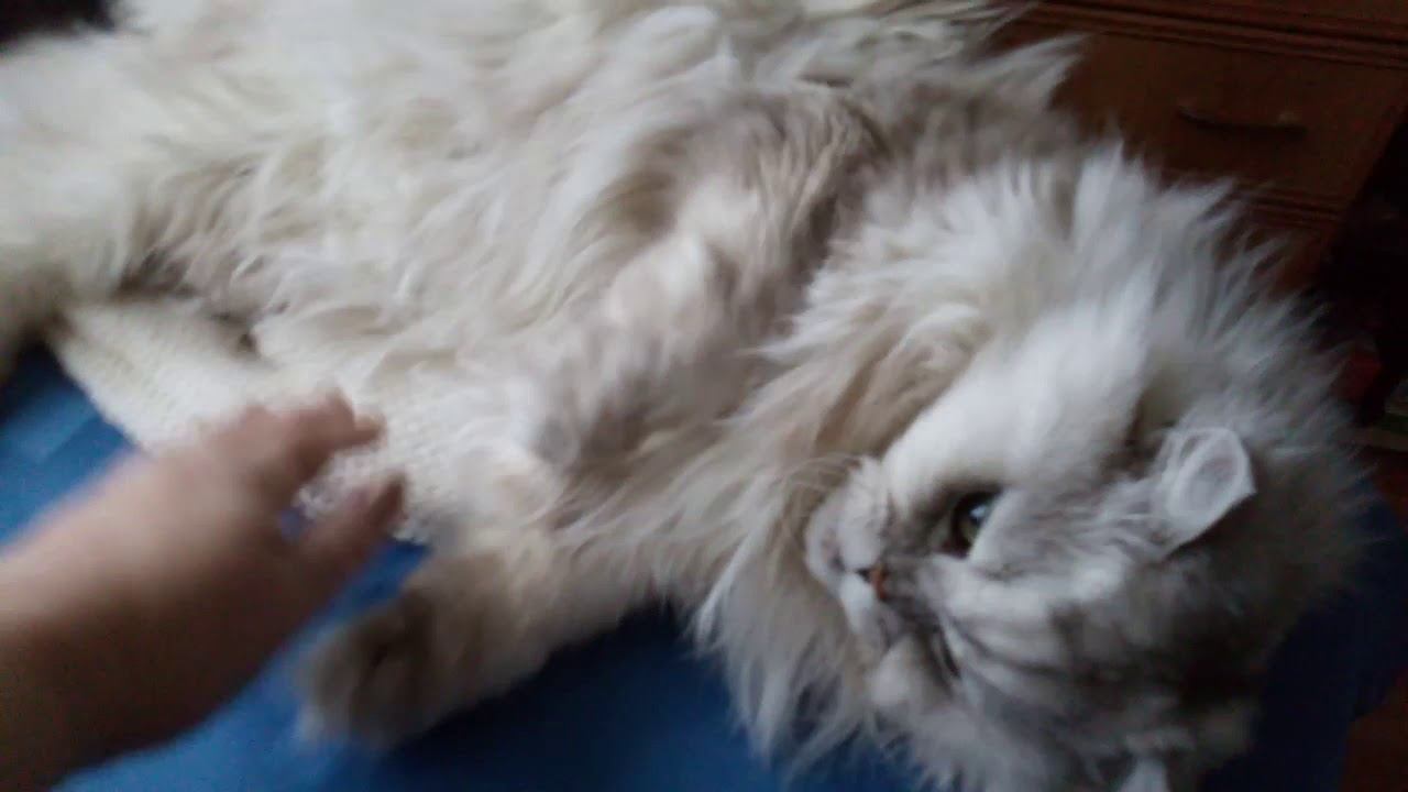 Котик улегся на только что связанное полотно шапки смотреть онлайн