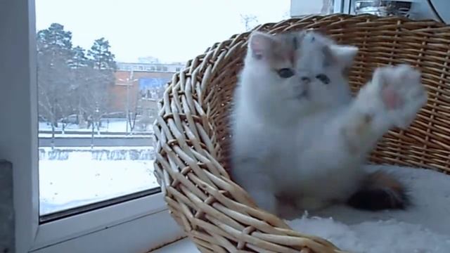Финки1 смотреть онлайн