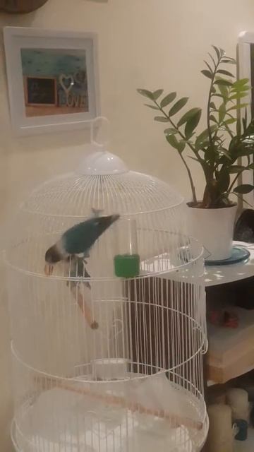 Знакомство неразлучников Тиффани и Графа😍😍 смотреть онлайн