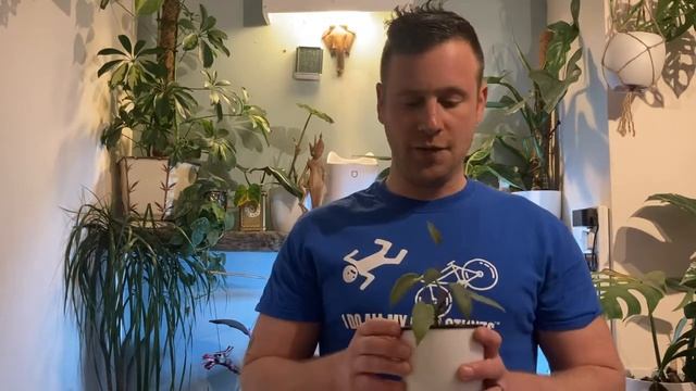 Philodendron atabapoense House Plant Profile and culture. смотреть онлайн