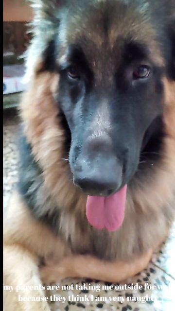 little jackey's little problems..#shorts #germanshepherd #youtubeshorts смотреть онлайн