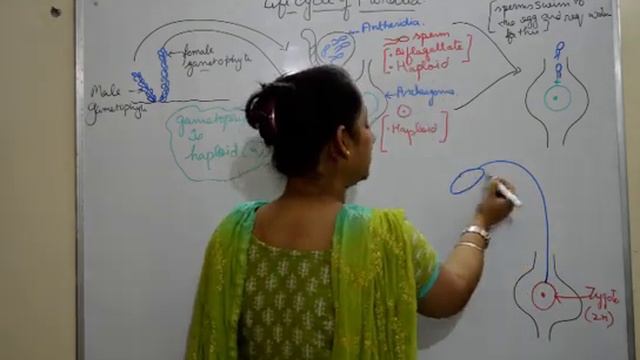 MOSSES Bryophyte LIFE CYCLE ( FUNARIA) BIOLOGY / ISC/ CBSE/ NEET / Board Exams