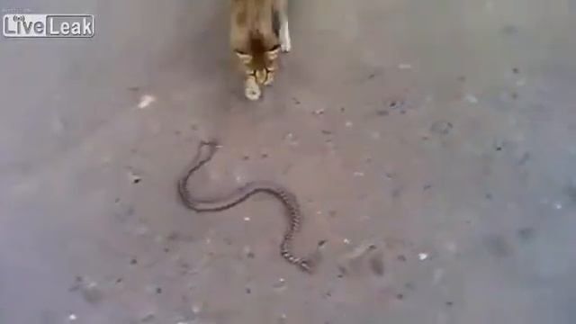 Cat in a duel with a serpent! 2017 смотреть онлайн