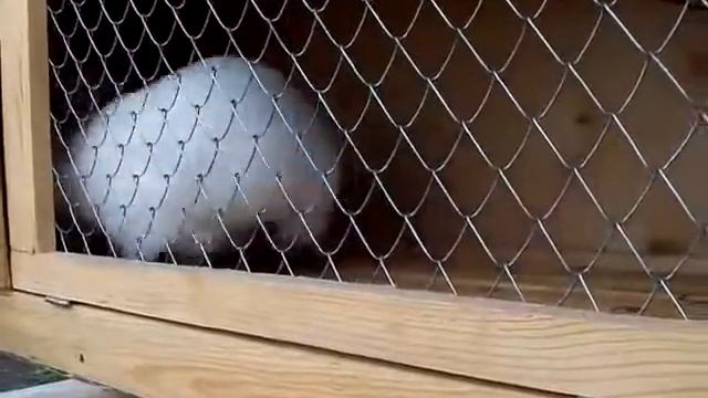 Калифорнийские случка смотреть онлайн