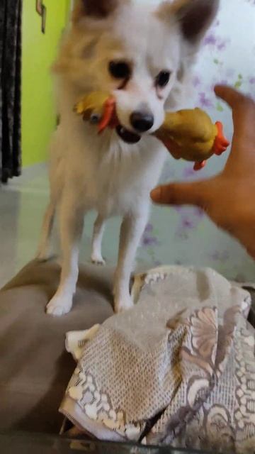 cute #puppy playing with toy #rex #german_spitz #shorts смотреть онлайн