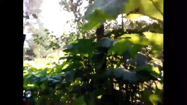 Покатушки на тракторе за травой 1 серия|Gry na ciągniku za trawą 1 seria смотреть онлайн