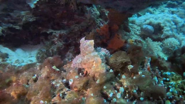 Diving Dauin 2023: Apo Island (GoPro 11, 5.3K) смотреть онлайн