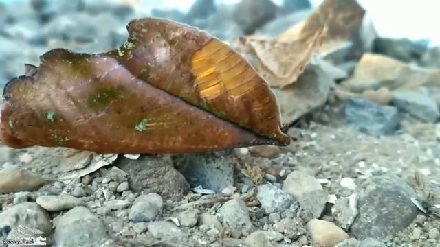 HEWAN Yang Menyerupai Daun KERING! смотреть онлайн