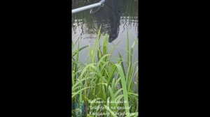 Рыбалка. Линь на поплавок