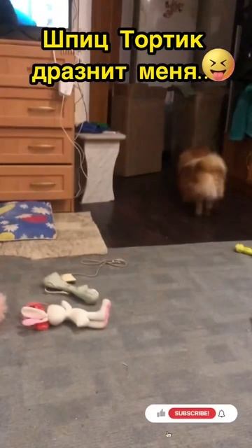 Ходит вокруг да около с маленькой…🐹 Beats around the bush with a little / Said Spitz. Сказали Шпиц смотреть онлайн