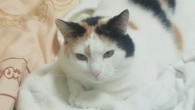 пришла и увидела такую картину... смотреть онлайн