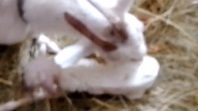 ОКОТ ДОЖДАЛИСЬ! КОГО РОДИЛИ КОЗЫ 2024 смотреть онлайн