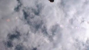 николаевские торцовые голуби