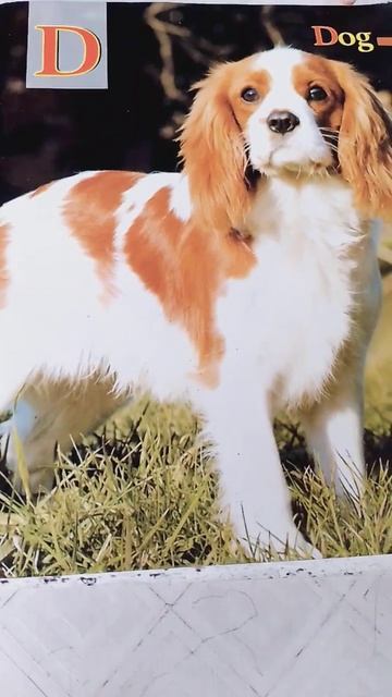 D For Dog 🐕🐶. English For Kids. #ukg/lkg/English.