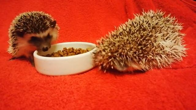 Африканские карликовые ёжики