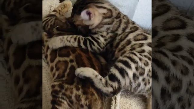 Бенгальские котята смотреть онлайн