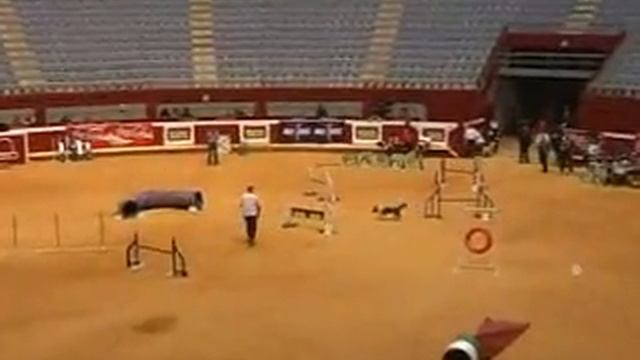Mambo Agility A Distancia