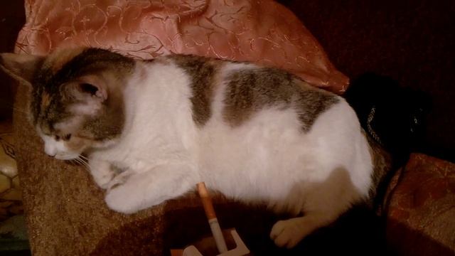 Застукал беременную кошку с сигаретами смотреть онлайн