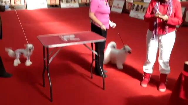 Crestado chino powder puff cría del solar kennel criadero d смотреть онлайн