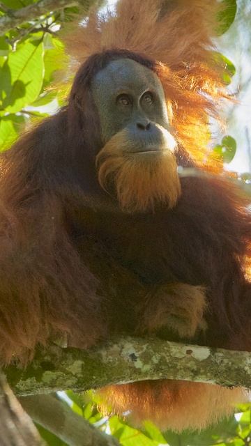 Самые редкие животные. 99.975% Вы не знали что они вымирают.