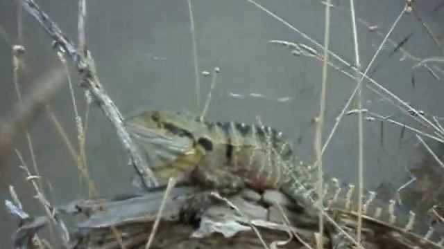 Water Dragon THREAT DISPLAY смотреть онлайн