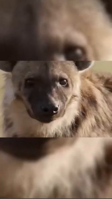 | #shorts |الحيوانات البرية - معركة من أجل البقاء смотреть онлайн