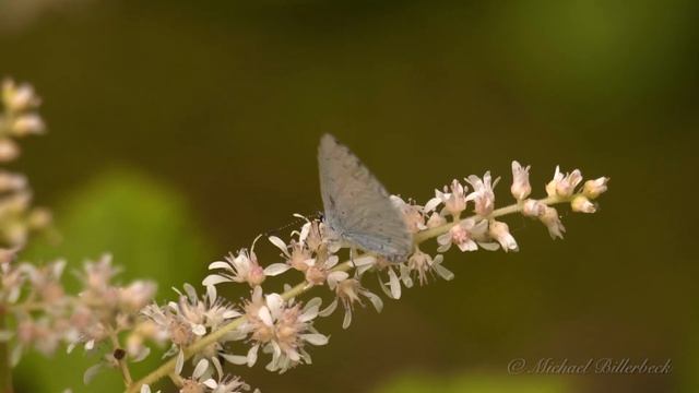 Holly Blue (Celastrina Argiolus) / Faulbaum-Bläuling