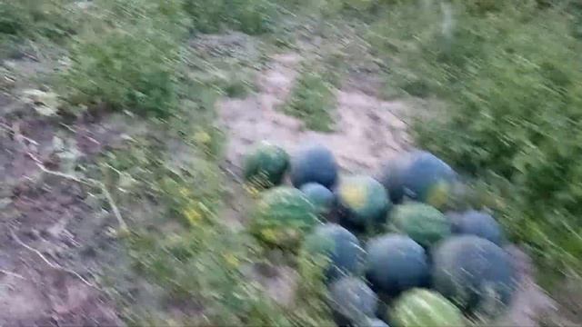 Арбузы Беларусь