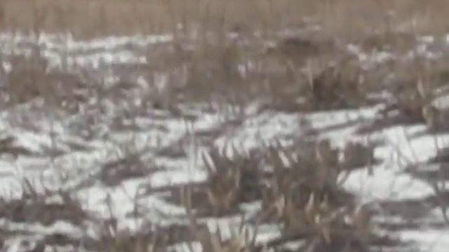 Зеленый мир продолжается уничтожаться смотреть онлайн